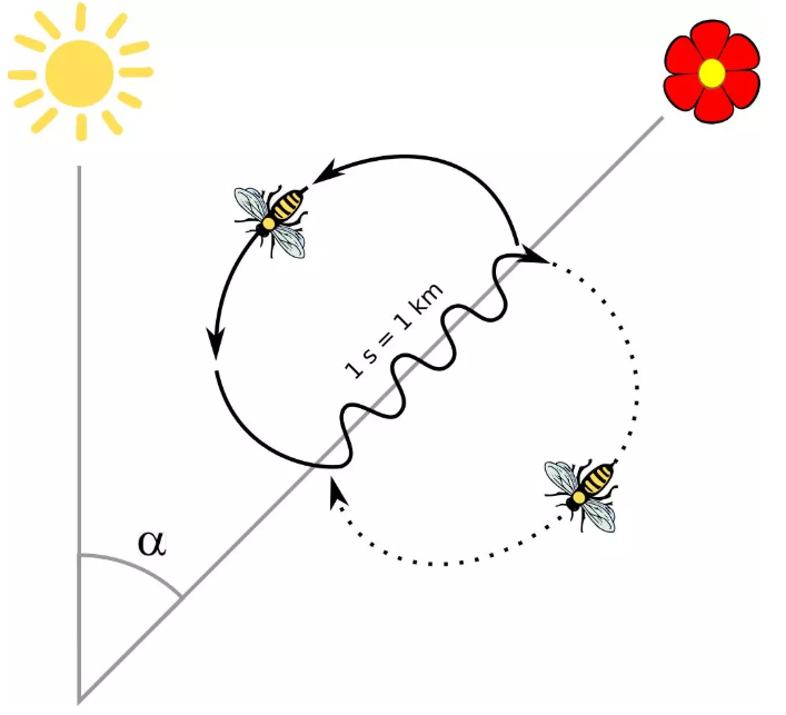 蜜蜂發(fā)現(xiàn)目標(biāo)后的肢體語言 QQ截圖20191127164903