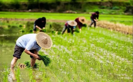 農(nóng)業(yè)物聯(lián)網(wǎng)的發(fā)展 QQ截圖20191106155439