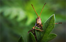 物聯(lián)網(wǎng)技術(shù)對(duì)農(nóng)業(yè)運(yùn)營(yíng)的好處