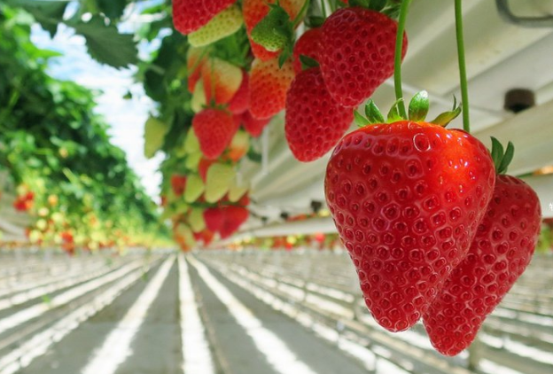 物聯(lián)網(wǎng)技術(shù)對(duì)智能溫室的作用 001332592