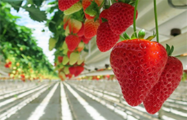 物聯(lián)網(wǎng)技術(shù)對(duì)智能溫室的作用