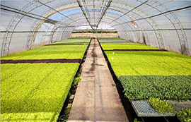 什么是農(nóng)業(yè)物聯(lián)網(wǎng)？農(nóng)業(yè)物聯(lián)網(wǎng)技術(shù)簡介及發(fā)展