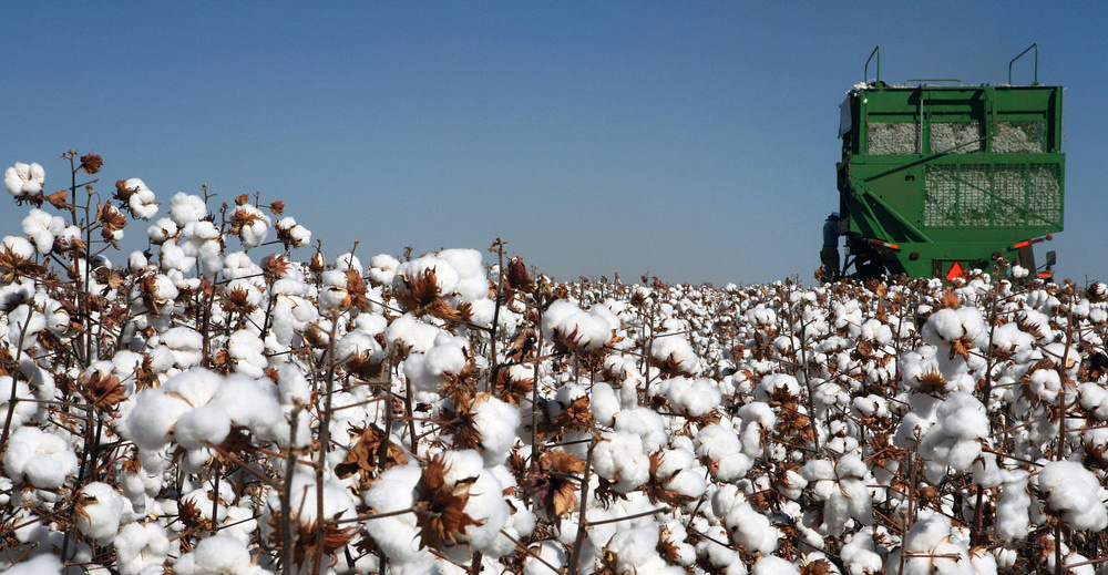 新疆棉田 新疆棉田