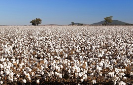 LoRa無線數(shù)傳電臺在新疆棉田中的物聯(lián)網(wǎng)應(yīng)用案例