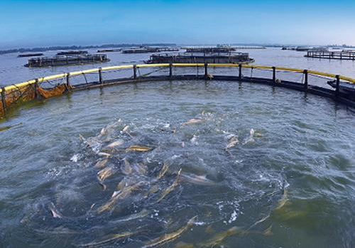 LORA擴(kuò)頻模塊在智能漁農(nóng)領(lǐng)域的物聯(lián)網(wǎng)應(yīng)用方案