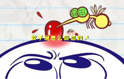 【科普視頻】你知道蚊子是怎么“干飯”的嗎？