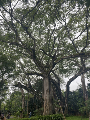 獨樹成林 獨樹成林