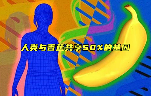 【科普視頻】人類(lèi)與香蕉共享50%的基因？