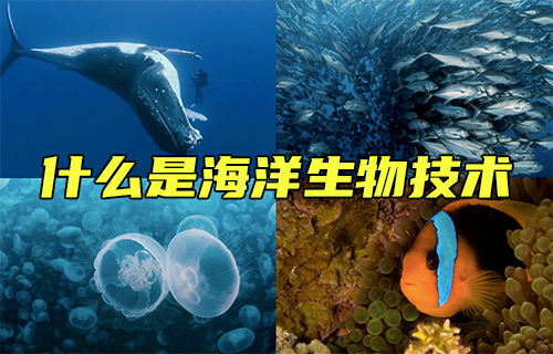 【科普視頻】什么是海洋生物技術(shù)